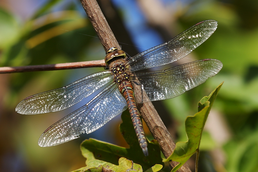 Identificazione -  Aeshna mixta (femmina)